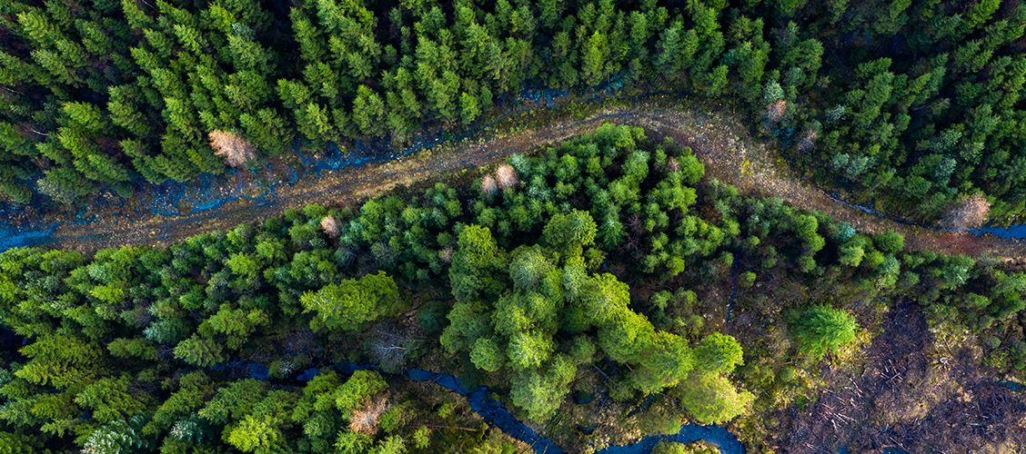 Aerial view of a dense green forest with a winding dirt path and blue river.